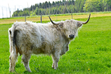 Schottisches Hochlandrind, Highlands, Tierhaltung