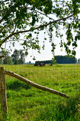 Wisent,  Europ&auml;ische Bison, Bos bonasus