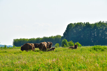 Wisent,  Europäische Bison, Bos bonasus
