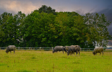 Wasserbüffel, Haus-Wasserbüffel, Bubalus arnee