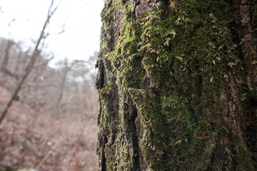 나무이끼