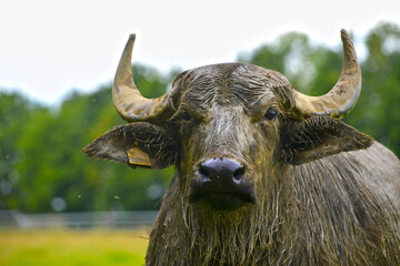 Wasserbüffel, Haus-Wasserbüffel, Bubalus arnee