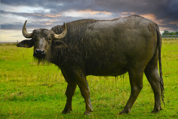 Wasserb&uuml;ffel, Haus-Wasserb&uuml;ffel, Bubalus arnee