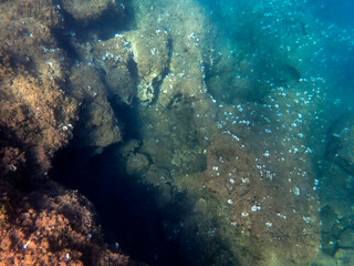 Vista subacquea del fondale con pietre e alghe 163