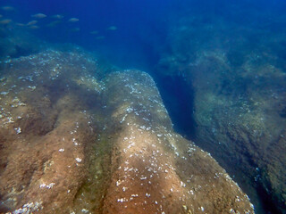 Vista subacquea del fondale marino di San Lorenzo in Sicilia con pesci alghe e coralli 186