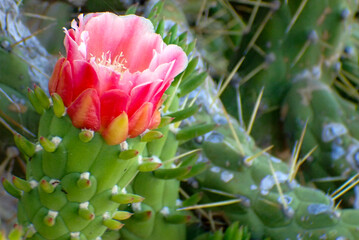 Fiore di cactus 370