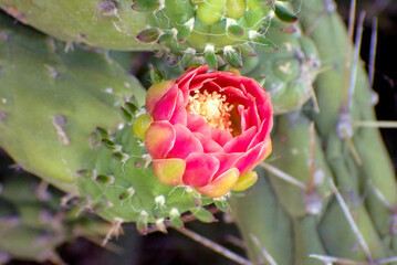 Fiore di cactus