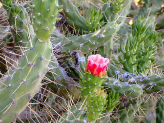 Fiore di cactus 369