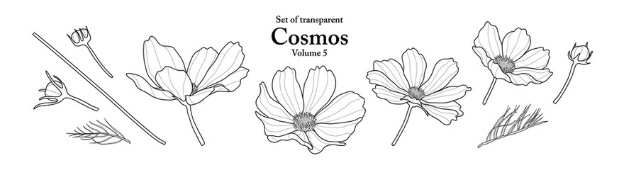 A series of isolated flower in cute hand drawn style. Cosmos in black outline and white plain on transparent background. Drawing of floral elements for coloring book or fragrance design. Volume 1. - obrazy, fototapety, plakaty