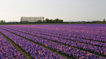 Purple tulips in dutch fields
