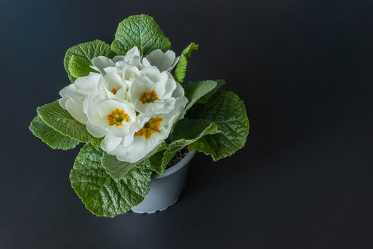 Top view of white primrose plant with white flowers in pot on dark background