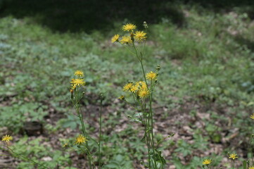 yellow flowers of wild plant rough hawksbeard