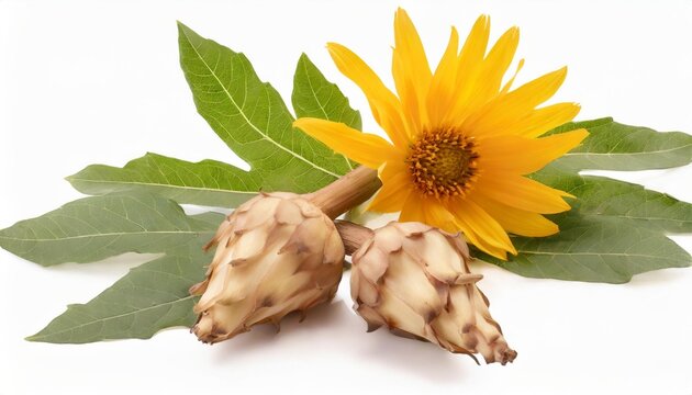 jerusalem artichoke roots with leaves and flower of jerusalem artichoke isolated on white background