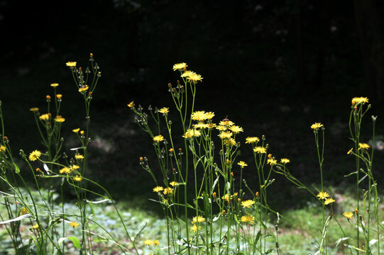 yellow flowers of wild plant rough hawksbeard