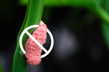 Discover the threat to agricultural crops with a close-up of snail eggs on water surface, signaling...