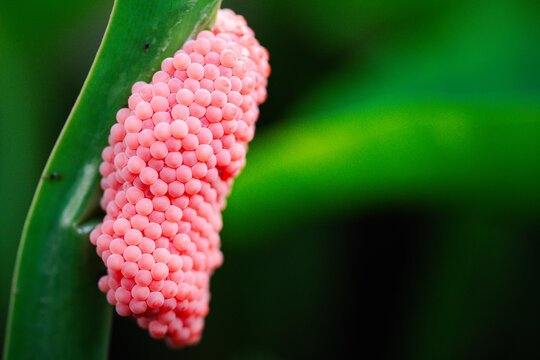 Pest infestation alert Snail eggs found on small plants above water surface pose a risk to agriculture and plant health