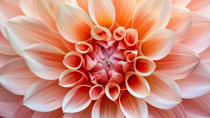 The symmetrical beauty of a dahlia