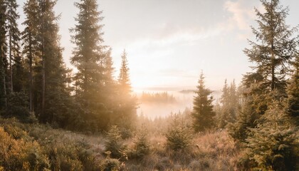Naklejka na ściany i meble panorama of sunny and foggy spruce forest with thick undergrowth