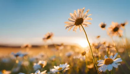  a beautiful panoramic landscape with wild of daisies flowers against blue sky a frame with soft selective focus abstract minimalistic print natural tones golden morning © Slainie
