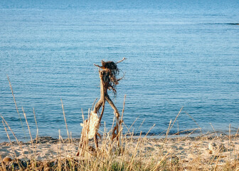 Albero morto abbandonato in riva al mare
