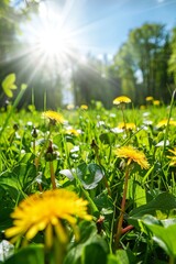 Obraz premium Sunny meadow with dandelions and green grass background