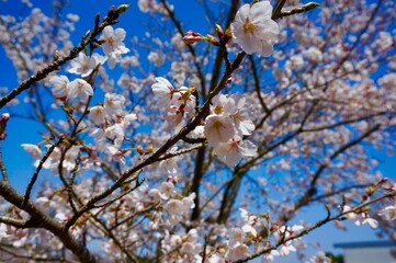 日本・石川県かほく市うのけ総合公園の桜 