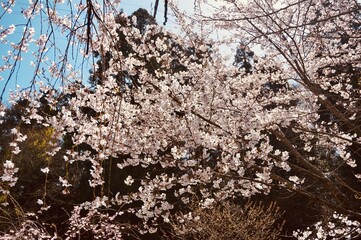 日本・石川県かほく市うのけ総合公園の桜 