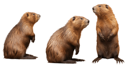 Beaver, many angles and view portrait side back head shot isolated on transparent background