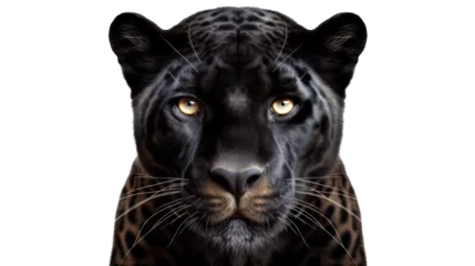 Türaufkleber Black panther, back head shot isolated on transparent background © Creative Canvas