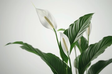 Spathiphyllum flower or Peace lily with white petals and white leaves