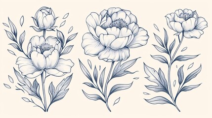 Stylish peony blossoms and emblem. Fashionable plant features. Artistic hand-drawn foliage and blooming. Chic flora for wedding invitations and cards. Popular foliage.