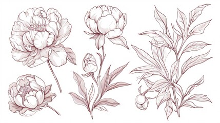 Collection of high-end peony blossoms and emblem. Fashionable plant features. Hand-drawn foliage stems and blossoming. Sophisticated natural blooms for wedding invites and save the date cards. 