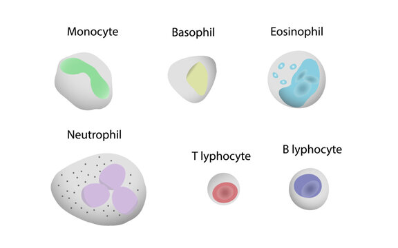 White Blood Cell Label  White Blood Cells Labeled Diagram
