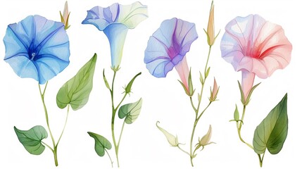 Watercolor morning glory clipart with trumpet-shaped flowers in various colors. - obrazy, fototapety, plakaty