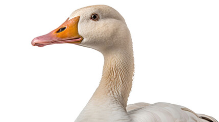 Goose bird, many angles and view portrait side back head shot isolated on transparent background