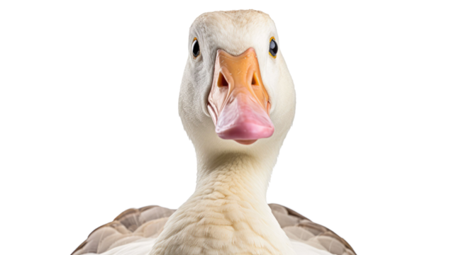 Goose bird, many angles and view portrait side back head shot isolated on transparent background