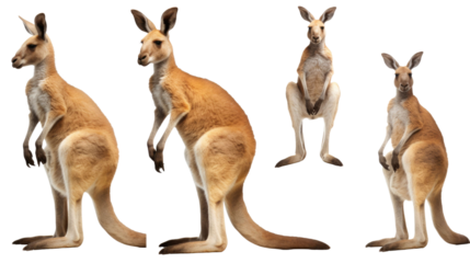 kangaroo, many angles and view portrait side back head shot isolated on transparent background 