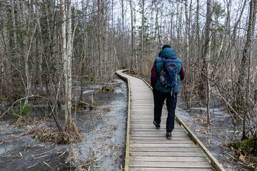 Coastal stand of forest flooded in spring, trail in flooded deciduous forest with wooden footbridge, lone traveler on wooden footpath