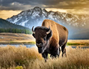 Crédence de cuisine en verre imprimé Buffle buffalo in the field