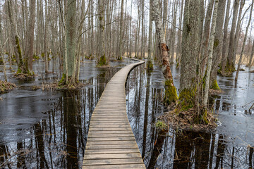 Coastal stand of forest flooded in spring, trail in flooded deciduous forest with wooden...