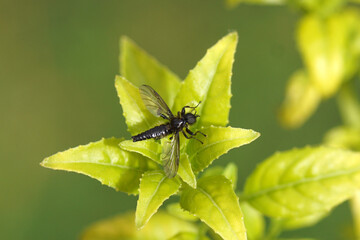 Close up male March fly, Bibio lanigerus on the leaves of a Fuchsia. Family March flies, Bibionidae. Spring, April, Netherlands.