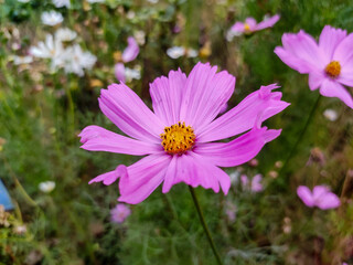 A Cosmos bipinnatus flower blooms gracefully amidst the vibrant foliage of a garden, adding a splash of color and charm to the landscape.