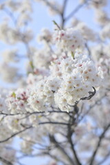 日本の桜