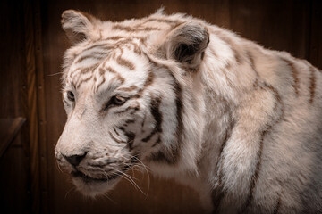 Portrait of a white tiger