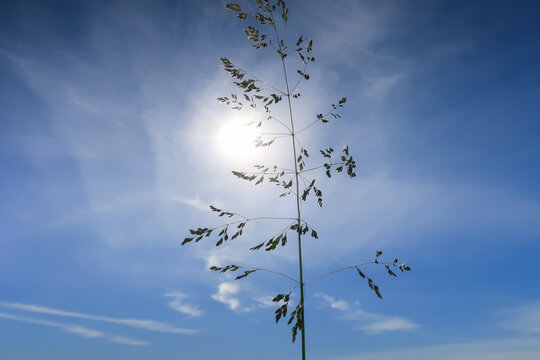 Grass oats plant silhouette light sun detail close up