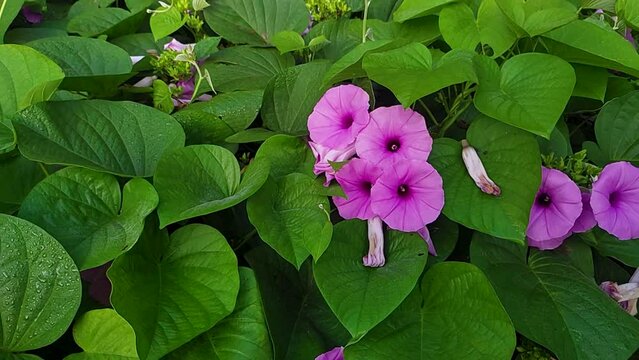 Uttarakhand Morning Glory: Organic Garden Blooms