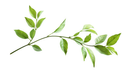 Green leaves on a white background ,Branch of tree with green leaves on it's branches ,Illustration of branch and green leaves , Spring or summer stylized foliage
