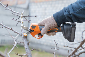 Gardener's hand prunes and cuts branches of a tree in the garden with using electric battery powered pruning secateurs, shears. Pruning electric tools. Season spring cut tree.