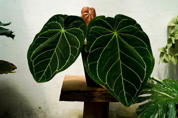 Anthurium magnificum hybrid leaves white background 