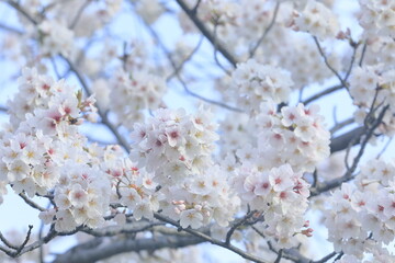 日本の桜